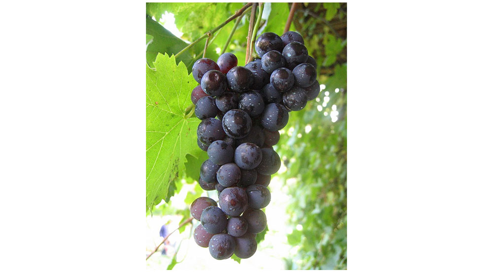 Why Red Wine Is NOT A Health Food