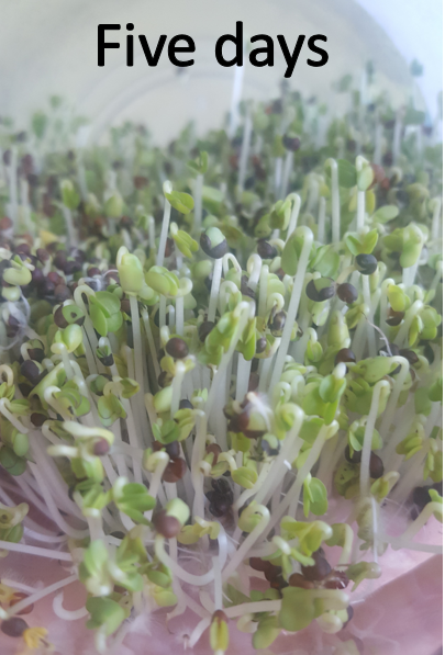 The Tiny Plant That Kills Cancer Cells - Whole Food Muscle Club Whole ...